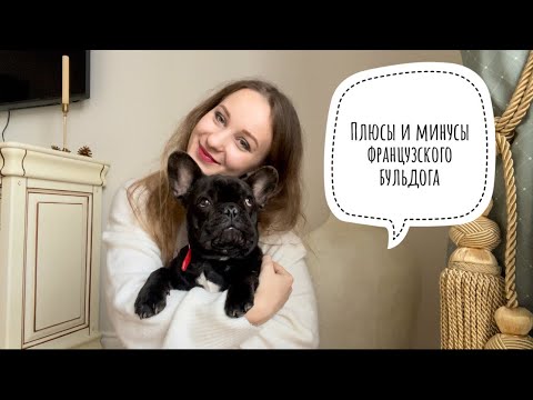 Видео: Плюсы и минусы французского бульдога! Наш опыт)