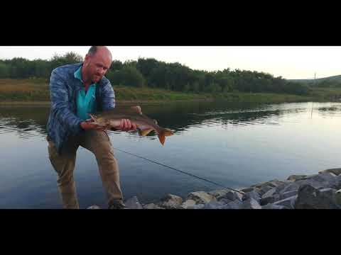 Видео: Рыбалка на  Острове Итуруп, река Курилка. Вся рыба была отпушена.