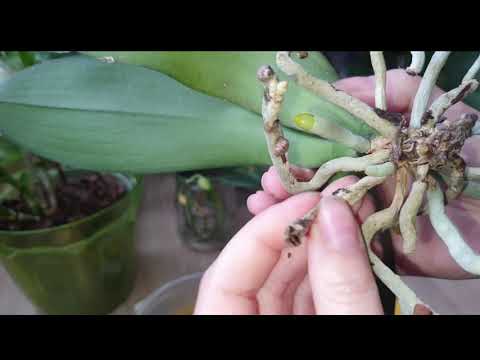 Видео: Перевожу орхидеи фаленопсис на открытую систему. Часть 3. В главной роли отцветашка-реанимашка №4