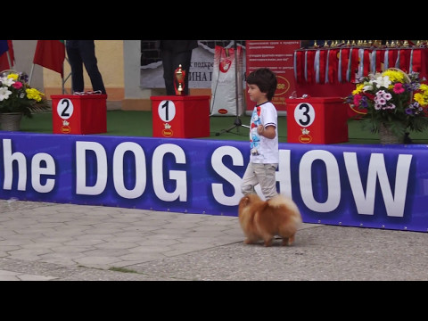 Видео: Млад водач на куче - САС - Първомай 2017г.