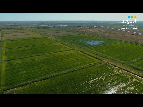 Видео: Pole-online 2022. Рис #3. Результат работы гербицидов. Фунгицидная обработка