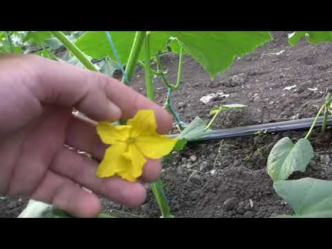 Видео: Невероятно! Это простой прием для сильного старта растений огурца! Огурец секреты выращивания!