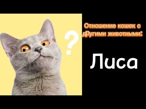 Видео: Отношение кошек [🐱] :