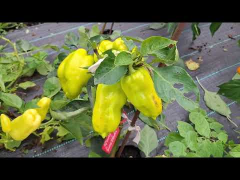 Видео: Обзор перца на кустах  Отличный результат!