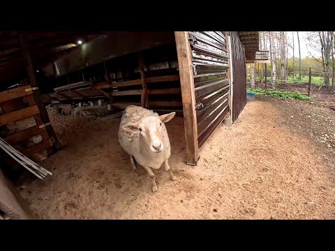 Видео: Выходной в деревне ! Куда пойдем ? ХУТОР В ЛЕСУ №853