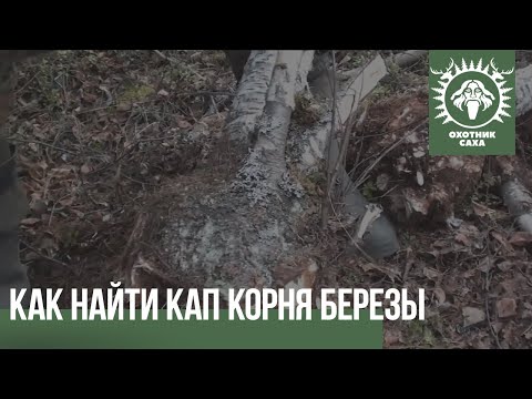 Видео: Как найти кап корня березы