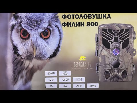 Видео: ОБЗОР Фотоловушки ФИЛИН  800 !!!!! ПОДПИШИСЬ !!!