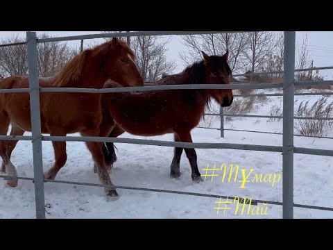 Видео: Тұмарды қайтадан ұстадық           #жылқы , #мұғалжар #ақтөбе #ақмола #астана #жабы #жеребец #лошади