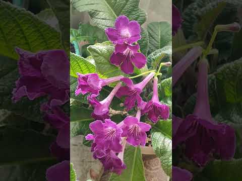 Видео: Стрептокарпусы: опыление, получение семян