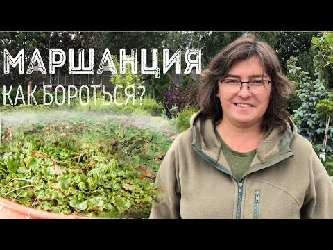 Видео: Злостный сорняк маршанция! Как победить?