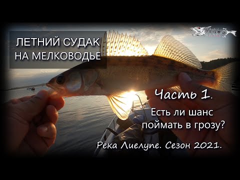 Видео: Летний судак на мелководье. Часть 1. Есть ли шанс поймать в грозу? Река Лиелупе 2021.