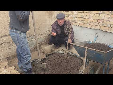 Видео: тарзи дуруст ғизонок кардани замин пеш аз шинонидани ниҳол.