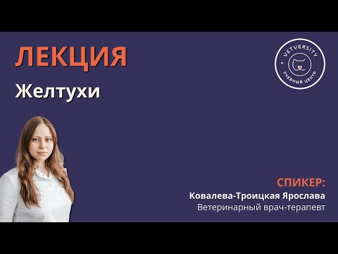 Видео: Желтухи у собак и кошек.