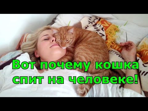 Видео: Вот почему кошка спит на человеке! Любимые места кошки. Приметы.