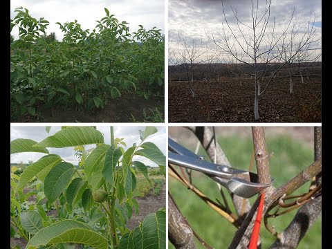 Видео: Правильная обрезка сада грецкого ореха. 8 основных рекомендаций.