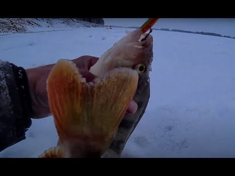 Видео: КОГДА  ОКУНЯРЫ НЕ ДАЮТ ОПУСКАТЬ....! Попал на ВОЛШЕБНУЮ ЛУНКУ! Рыбалка 2021, Комбайны, крупный язь.