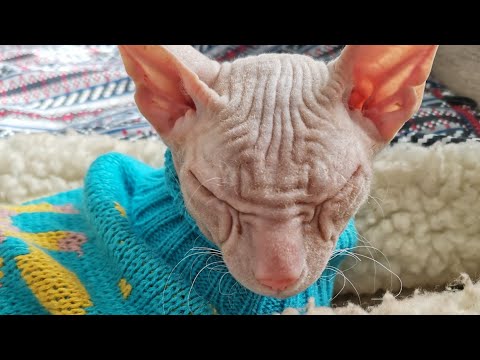 Видео: Стич собирается и едет к ветеринару 