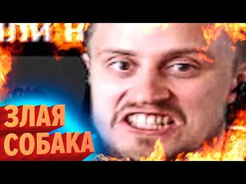 Видео: Злая собака | Лучшие моменты июня #2