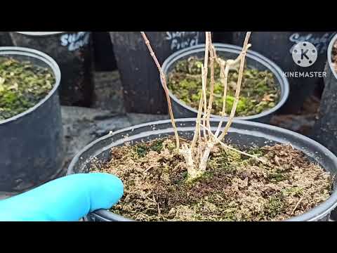 Видео: Учусь обрезать метельчатые гортензии второго года жизни из питомника.