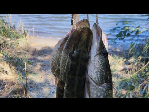 Видео: Щука одна за одной сегодня была щучья раздача ....