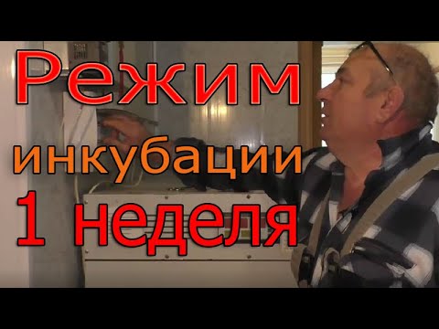 Видео: Закладка яиц в инкубатор | Режим инкубации в 1 неделю