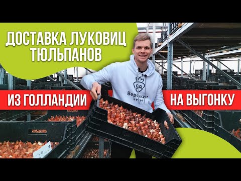 Видео: Луковицы тюльпанов на выгонку. Доставка из Голландии. Урок 5