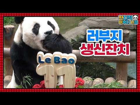 Видео: (SUB) Отец трех дочерей, вечеринка по случаю 11-летия Лебао!│ Panda World🐼