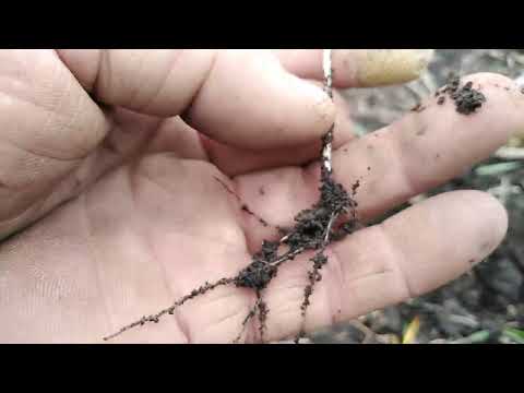 Видео: 10.11.25. Жахливий стан озимих пшениць та ячменю.