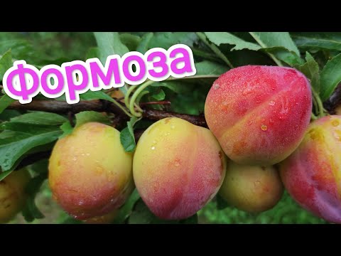 Видео: Диплоидная Слива Формоза/Formoza 27.07.2023