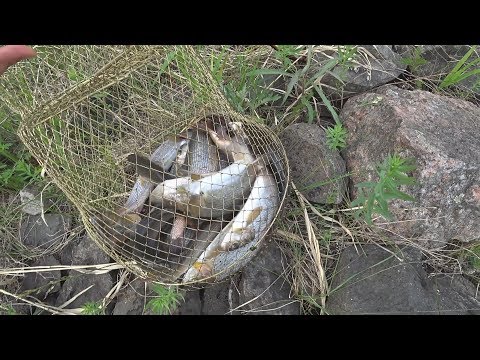 Видео: Шикарный улов! Отличный выезд на Енисей за хариусом! Удачная ловля хариуса на муху!