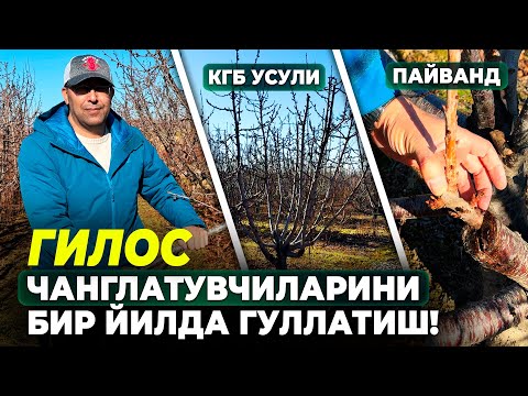Видео: ГИЛОСДА КГБ НИНГ ГИБРИД УСУЛИ, ЧАНГЛАТУВЧИЛАР ВА МЕВАЛАРНИ ЙИРИКЛАШТИРИШ! | ШУҲРАТ АБРОРОВ
