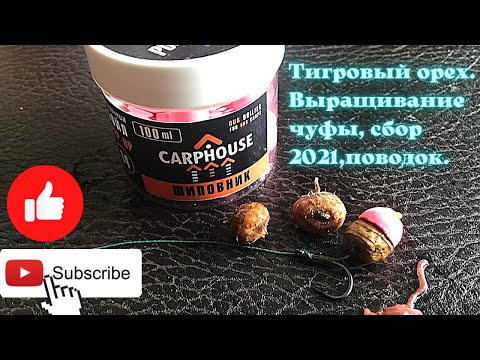 Видео: Тигровый орех  Выращивание чуфы, сбор 2021,поводок.