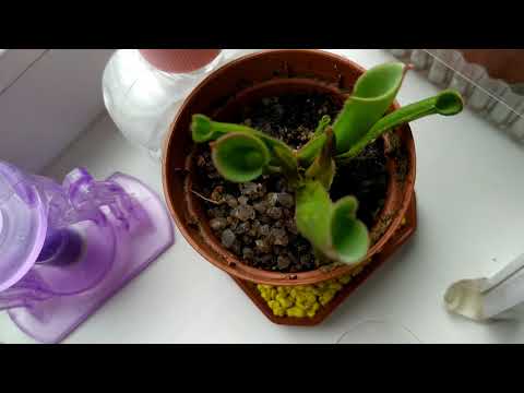 Видео: Растения-хищники на подоконнике.Венерина мухоловка(Дионея),Саррацения,Непентес,Росянка,Жирянка.