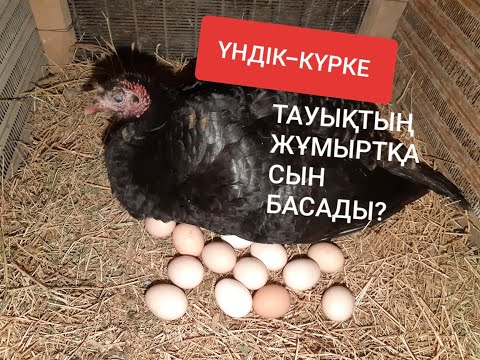Видео: Тауықтың жұмыртқасын күрік үндікке (КҮРКЕТАУЫҚҚА) бастыру.