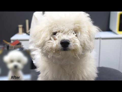 Видео: собаки красоты до / после