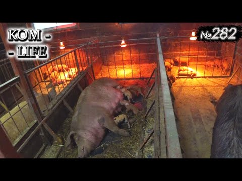 Видео: "Пердошьян" стала мамой!