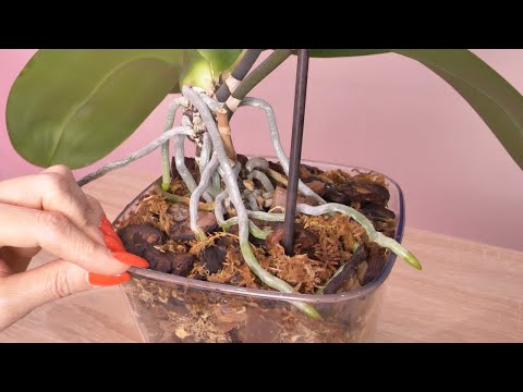 Видео: О нашей самодеятельности- ОПАСНЫЕ ПАСТИЛКИ/ ОПАСНАЯ МАНКА В ГРУНТЕ/ Меняю направление роста корней.