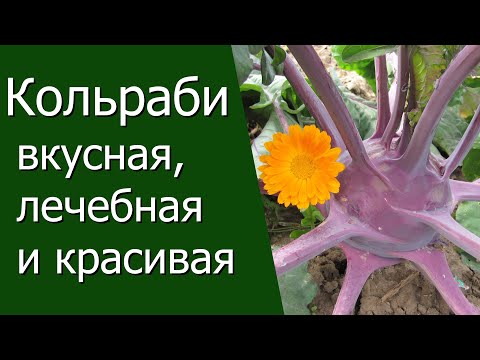 Видео: Кольраби - вкусная, лечебная и красивая!