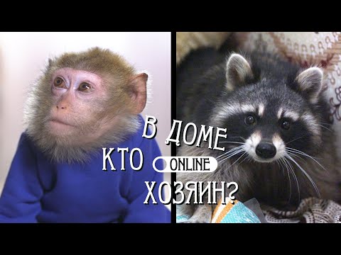 Видео: ОБЕЗЬЯНА И ЕНОТ В ОДНОЙ КВАРТИРЕ