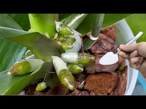 Видео: Я СДЕЛАЛ ЭТО ОЧЕНЬ ЛЕГКО, ВСЕГО 1 ЛОЖКА, И ВСЕ СЛАБЫЕ ОРХИДЕИ ОЖИЛИ