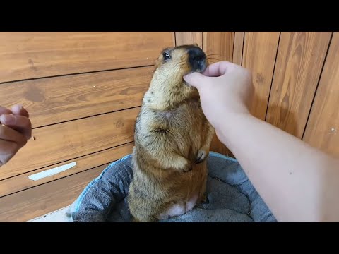 Видео: Умный сурок меня за палец не укусит