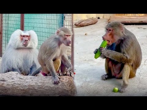 Видео: Лида сыта огурцами, а Люся и Елисей- ЛЮБОВЬЮ! Кто на свете всех милее, всех ГАМАДРИЛок красивее?