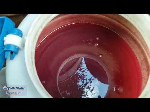 Видео: Коли закінчувати годувати та поливати диню 🍈та кавуни 🍉.