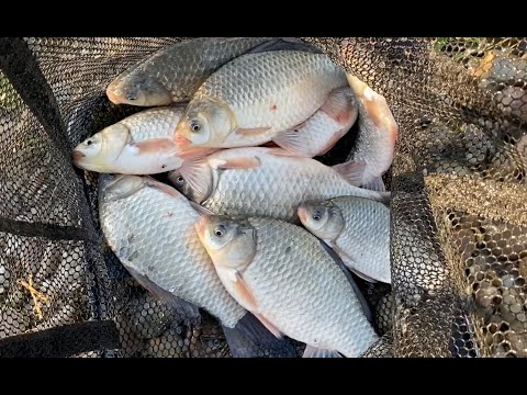 Видео: Клев карася перед полнолунием.