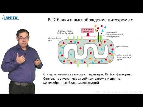 Видео: Лекция 6.2. Клеточная смерть. Трофимов В.В., МФТИ (2021)