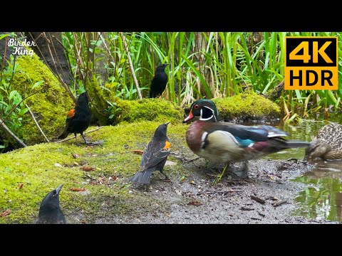 Видео: КОШКА ТВ 😺 Летние птицы и утки у озера 🐦 Милые белки 🐿 8 часов (4K HDR)