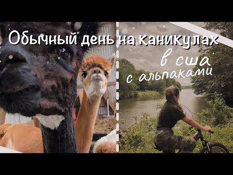 Видео: vlog 17| Обычный день на каникулах в сша с альпаками О_о