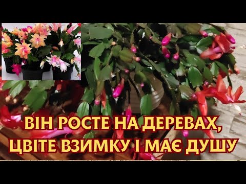 Видео: ЦВІТУТЬ РЯСНО ЛИШЕ ЗА ОСОБЛИВИХ УМОВ🌺