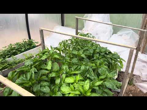 Видео: Как и  когда высаживать рассаду перца  в грунт.