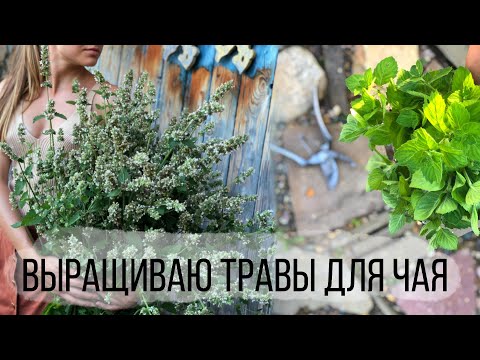 Видео: Как я выращиваю травы для чая | Тимьян, мята перечная, лимонная, ментоловая, душица, мелисса